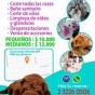 Logo empresa: huellitas peluquería canina